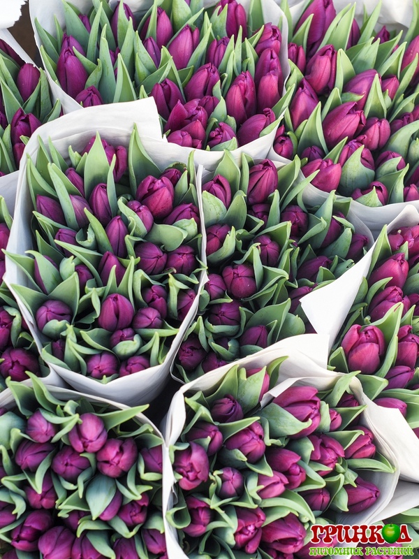 tulips_violet-2