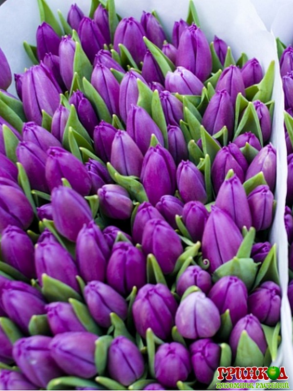 tulips_violet-33