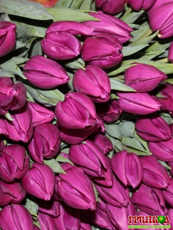 tulips_violet-4